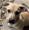adoptable Dog in rockaway, NJ named Ryder Lowrider Lonestar