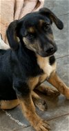 adoptable Dog in rockaway, NJ named Toby Lonestar