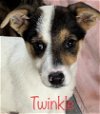 adoptable Dog in  named Twinkle Lonestar