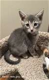 adoptable Cat in rockaway, NJ named Ravioli KITTEN