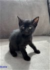 adoptable Cat in rockaway, NJ named Bowtie KITTEN