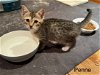 adoptable Cat in rockaway, NJ named Penne KITTEN
