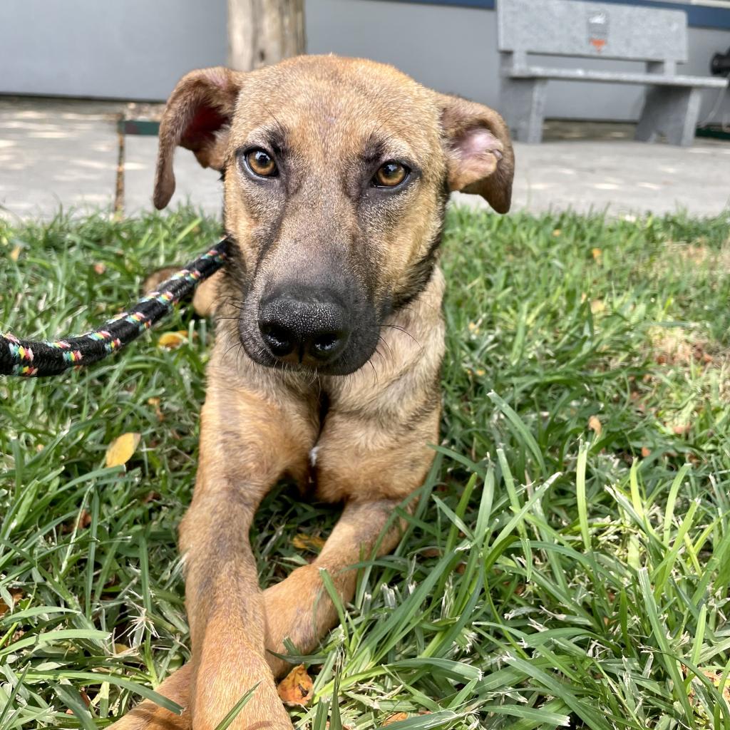 adoptable Dog in Rockaway, NJ named Tori GCH