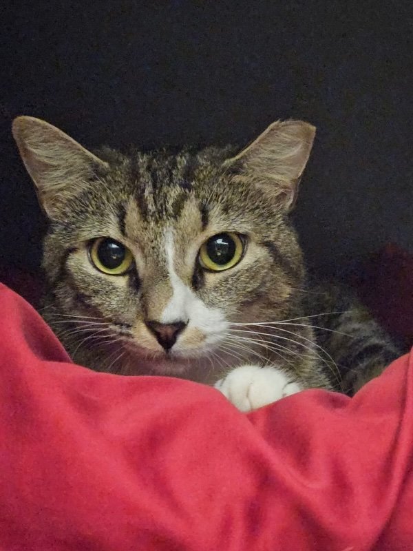 adoptable Cat in Kearny, NJ named Hazel KPS