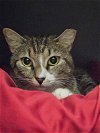 adoptable Cat in , NJ named Hazel KPS