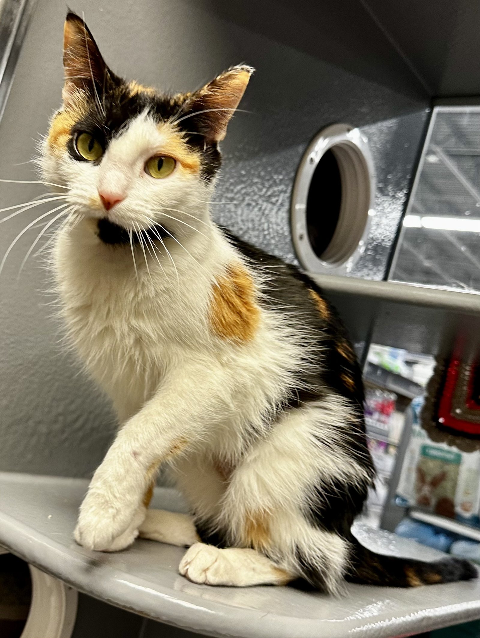 adoptable Cat in Kearny, NJ named Queen KPS