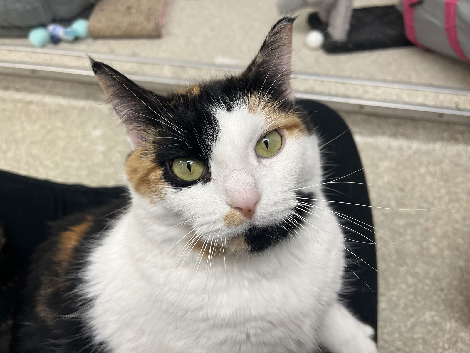 adoptable Cat in Rockaway, NJ named Queen RM