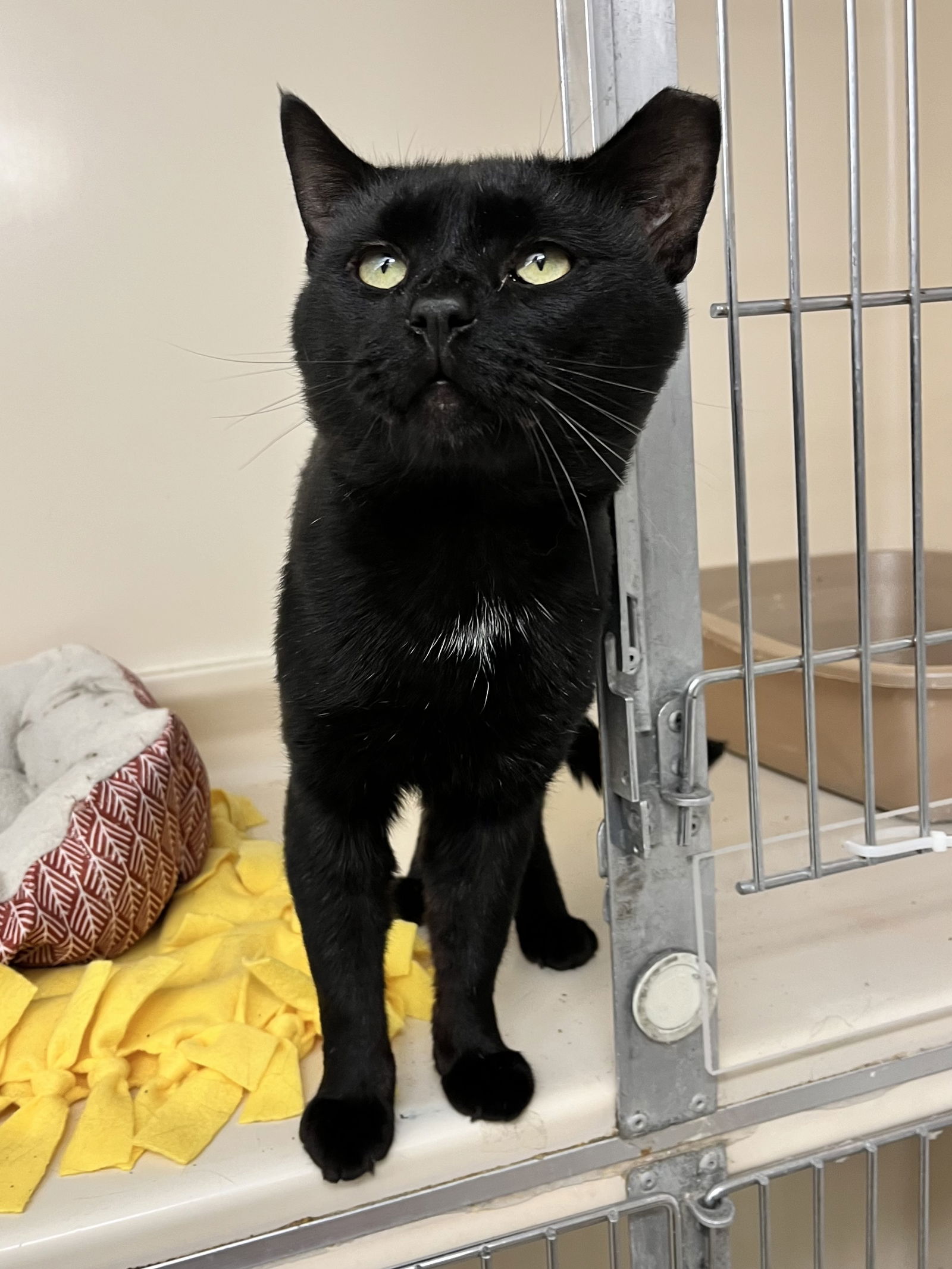 adoptable Cat in Rockaway, NJ named Andy RM