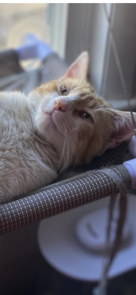 adoptable Cat in Rockaway, NJ named Creamsicle KITTEN