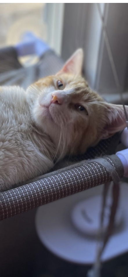 adoptable Cat in Rockaway, NJ named Creamsicle