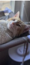 adoptable Cat in rockaway, NJ named Creamsicle KITTEN