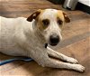 adoptable Dog in rockaway, NJ named Copper Wilson SCAS