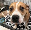 adoptable Dog in rockaway, NJ named Daisy SCAS