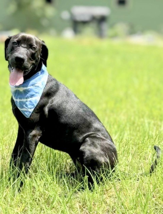 adoptable Dog in Rockaway, NJ named Annie Bess Lonestar