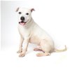 adoptable Dog in rockaway, NJ named Kasper GCH