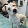 adoptable Dog in rockaway, NJ named Boot GCH