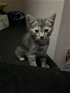 adoptable Cat in rockaway, NJ named Chumby