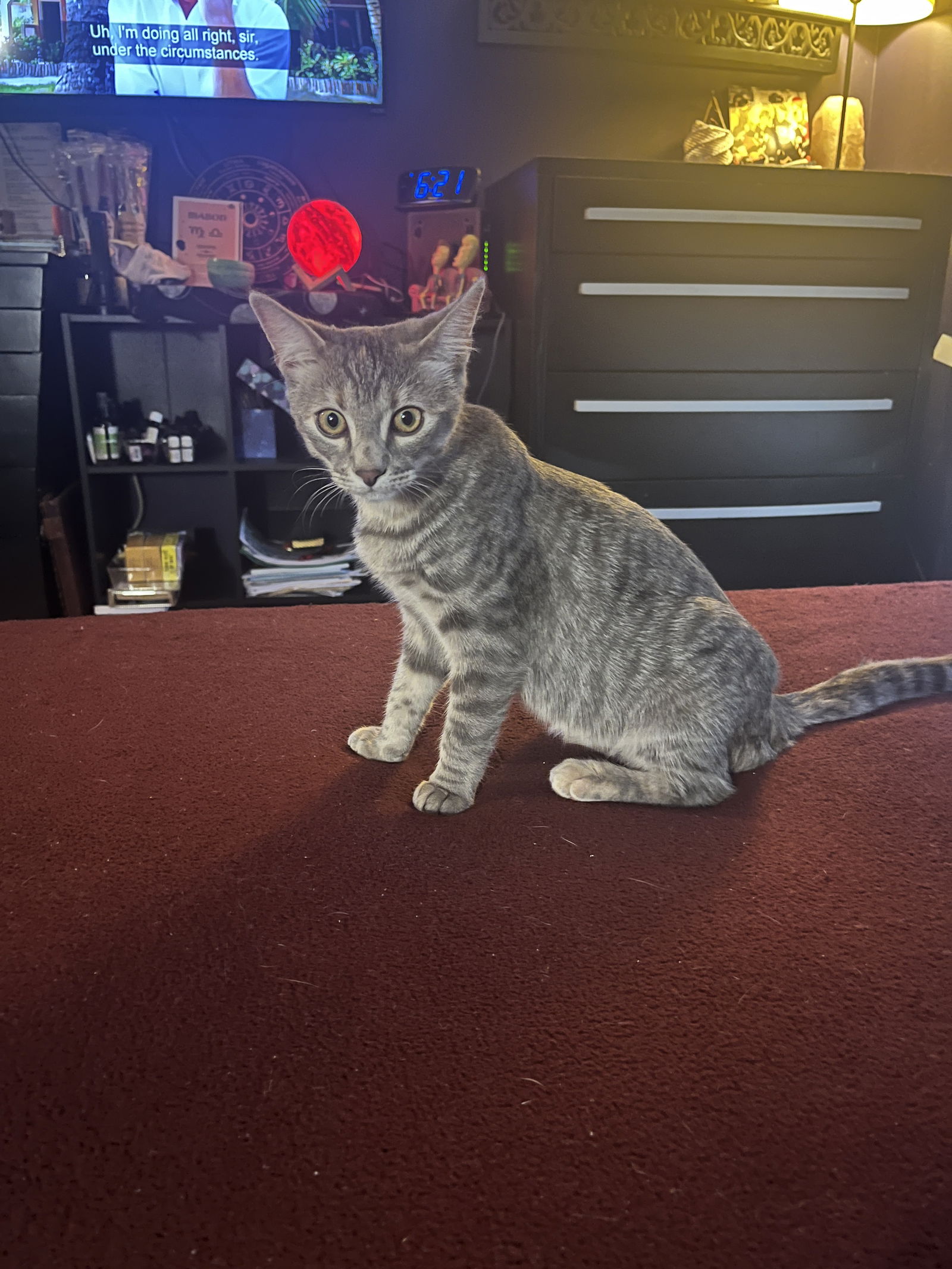 adoptable Cat in Rockaway, NJ named Chumby's Squirrel KITTEN