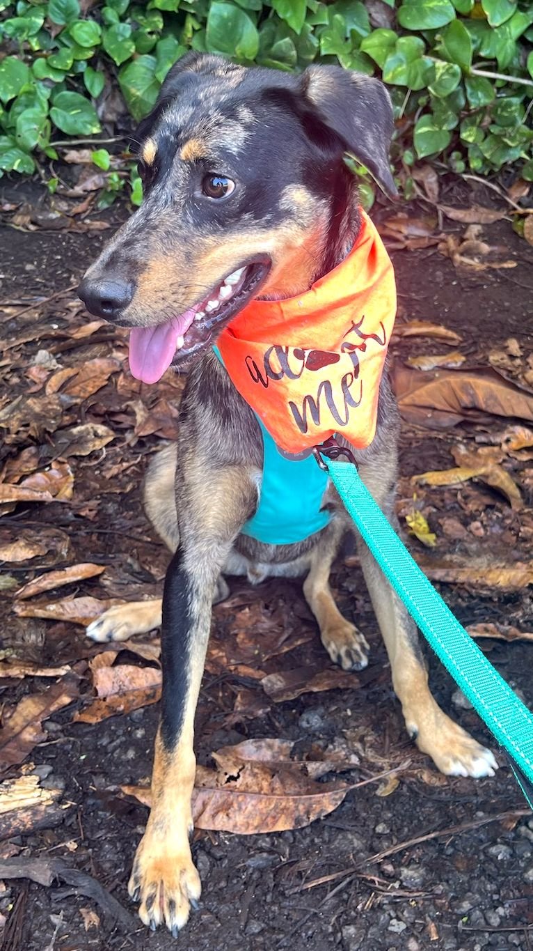 adoptable Dog in Rockaway, NJ named Bingo NJ