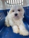 adoptable Dog in rockaway, NJ named Farrell Hays