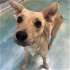 adoptable Dog in rockaway, NJ named Poe GCH