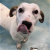 adoptable Dog in rockaway, NJ named Slinky GCH
