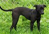 adoptable Dog in rockaway, NJ named Lebra SCAS