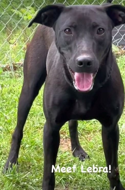 adoptable Dog in Rockaway, NJ named Lebra SCAS