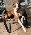 adoptable Dog in rockaway, NJ named Laila NJ