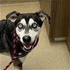 adoptable Dog in rockaway, NJ named Stetson GCH