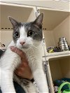 adoptable Cat in rockaway, NJ named Oliver RM