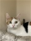adoptable Cat in rockaway, NJ named Tiwi RM