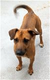 adoptable Dog in rockaway, NJ named Radar SCAS