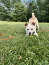 Albie (Fat Albert) GCH