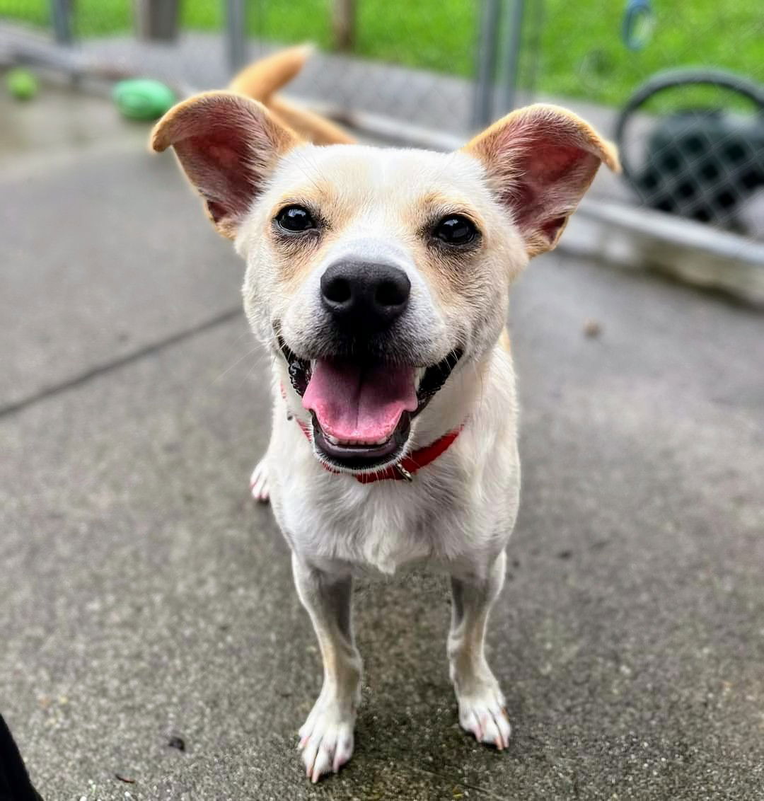 adoptable Dog in Rockaway, NJ named Fat Albert GCH