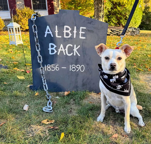 Albie (Fat Albert) GCH