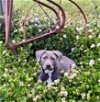 adoptable Dog in , NJ named Grace Dixon