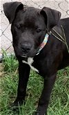 adoptable Dog in rockaway, NJ named Autumn Lonestar