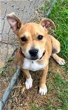 adoptable Dog in rockaway, NJ named Bre Lonestar