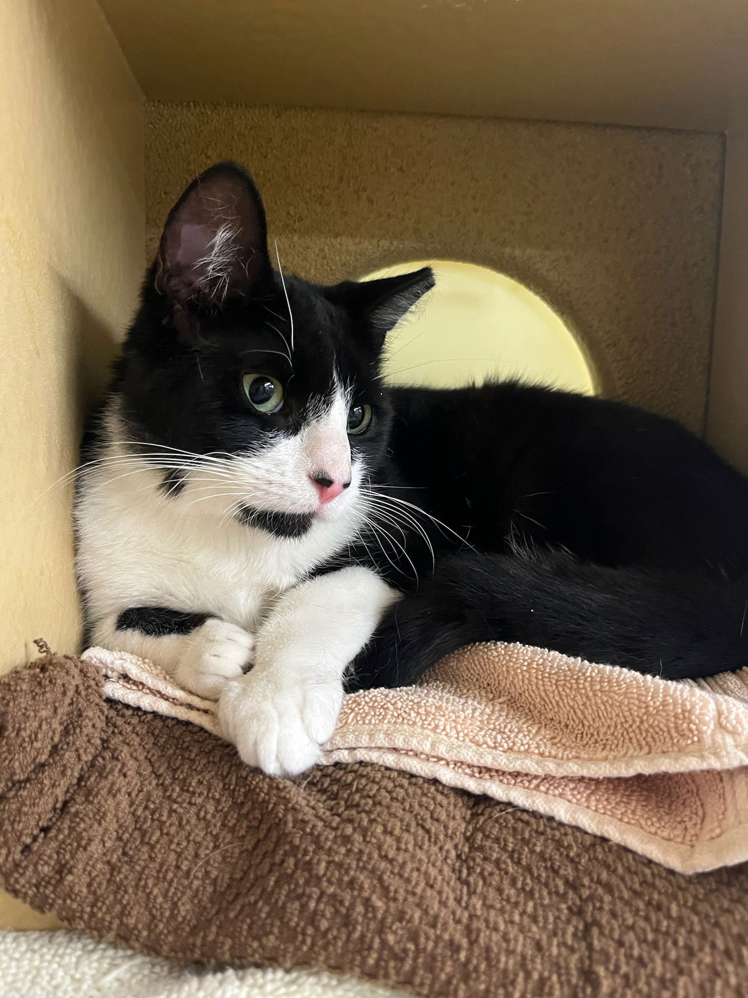 adoptable Cat in Rockaway, NJ named Loki RPS