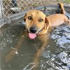 adoptable Dog in rockaway, NJ named Jules GCH
