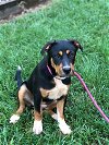 adoptable Dog in rockaway, NJ named Joelle Dixon