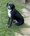 adoptable Dog in rockaway, NJ named Betty Lonestar