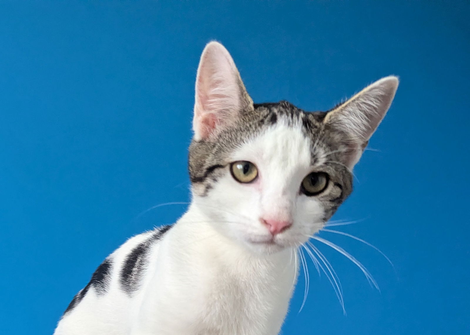 adoptable Cat in Rockaway, NJ named Twizzler KITTEN RM