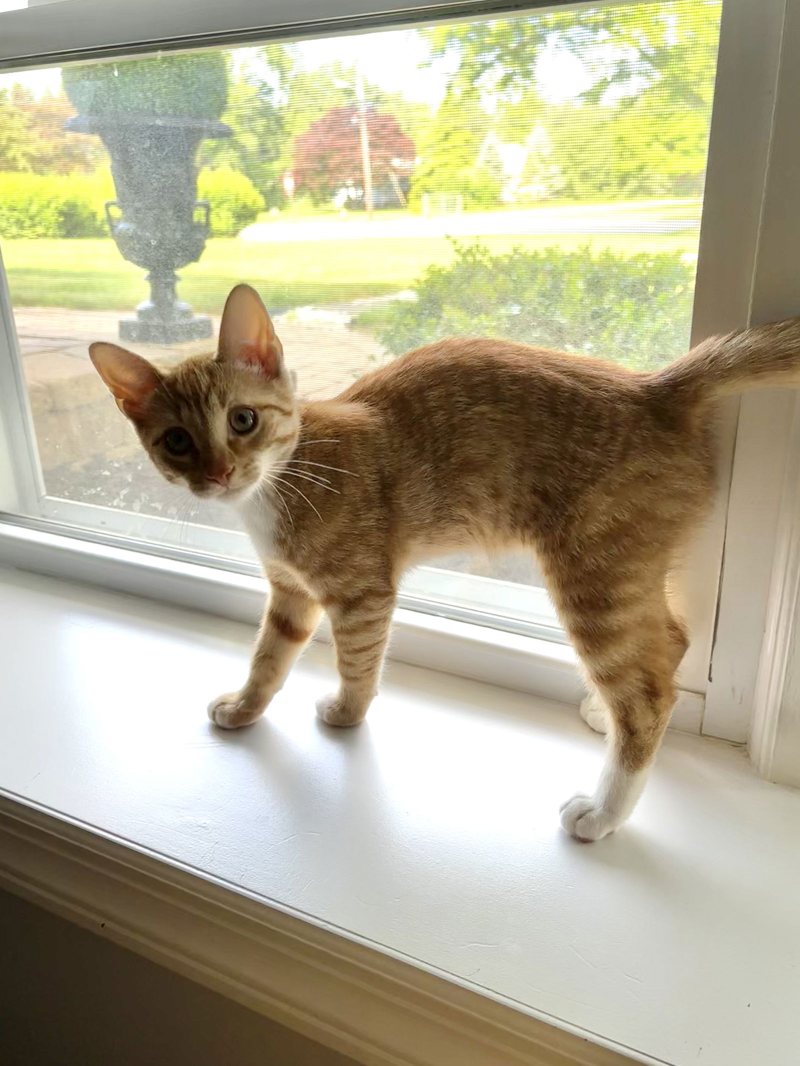 adoptable Cat in Rockaway, NJ named Lionel KITTEN