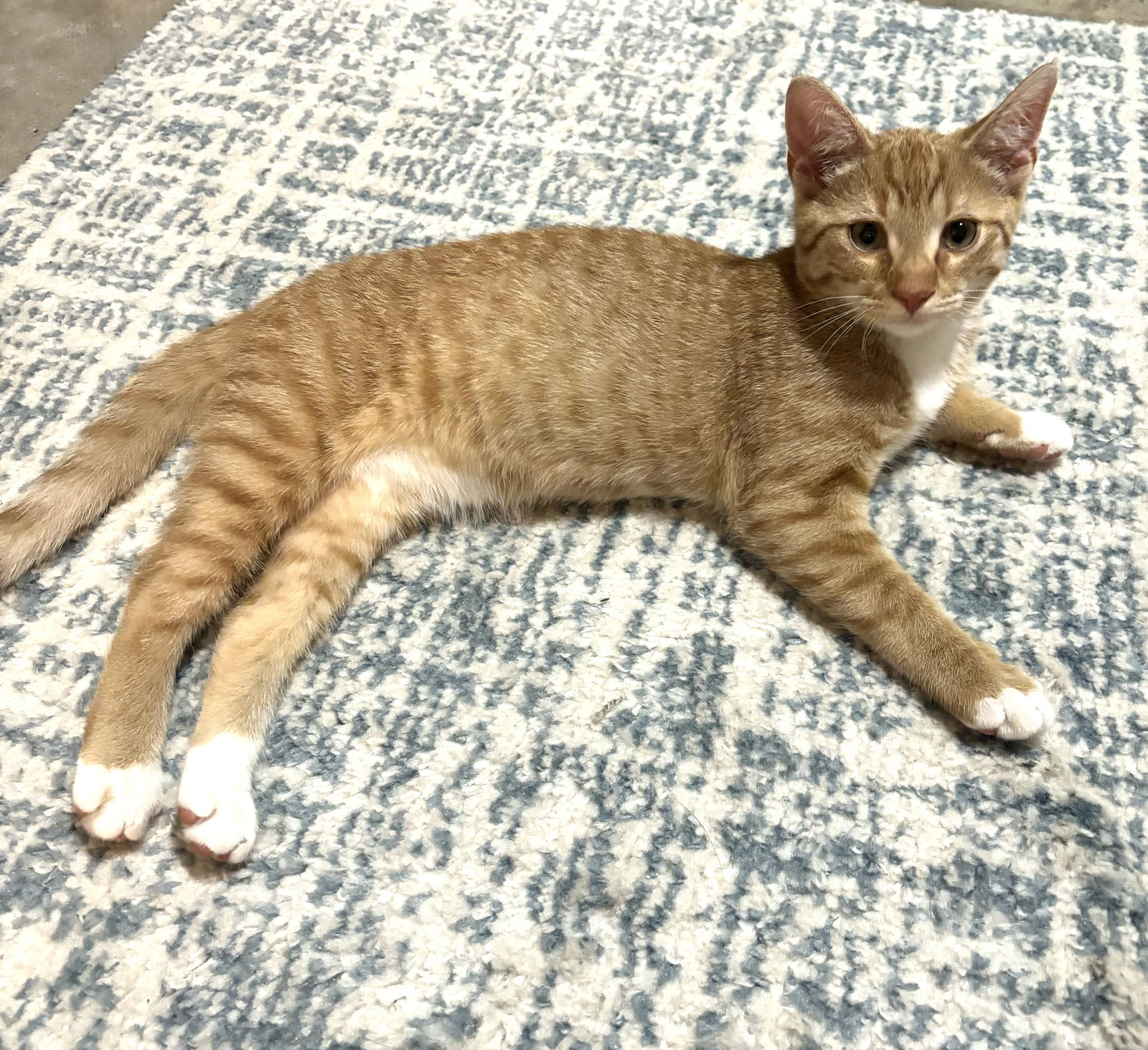 adoptable Cat in Rockaway, NJ named Leo KITTEN