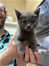 adoptable Cat in rockaway, NJ named Kiwi KITTEN