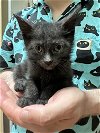 adoptable Cat in rockaway, NJ named Blueberry KITTEN