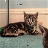 adoptable Cat in rockaway, NJ named Kiwi 2 KITTEN