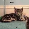 adoptable Cat in rockaway, NJ named Kiwi 2 KITTEN